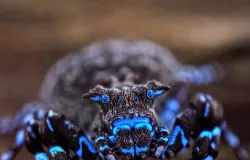 Aranha que brilha azul e mais 70 novos bichos s�o descobertos em Angola