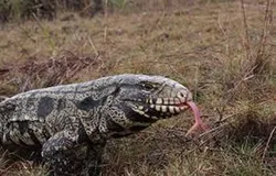 Georgia pede ajuda para matar lagartos gigantes que est�o invadindo o estado
