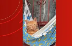 Gato tira cochilo em rede e v�deo viraliza