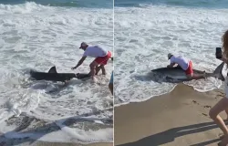 Brasileiro filma pescador que fisgou tubar�o-branco e o libertou de volta ao mar