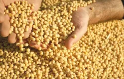 Mercado de Sementes de Soja: Empresas Pisam no Freio e Recalculam Planos para a Safra