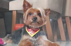 Conhe�a Jack, o cachorro amig�vel que faz amigos por onde passa