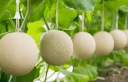 Mel�o japon�s de R$ 36 mil: a fruta mais cara do mundo