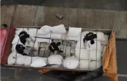 Quase uma tonelada de maconha encontrada escondida em carga de ra��o