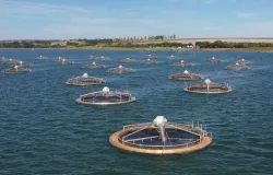 Fisher quer produzir 5 vezes mais til�pias com ajuda de fundo holand�s