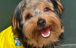 Conhe�a Chico, um cachorro estiloso que � a cara da torcida do Brasil na Copa
