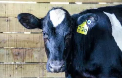 Vacina��o contra brucelose em bezerras termina nesta ter�a-feira (30)