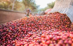 Caf� dispara 6,71% em Nova York com colheita atrasada no Brasil