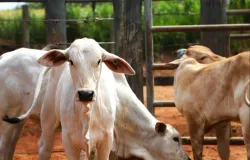 Campanha de vacina��o contra brucelose come�a hoje em S�o Paulo