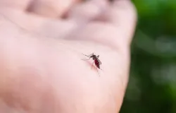 Por que os mosquitos picam mais algumas pessoas? Descubra o que atrai esses insetos