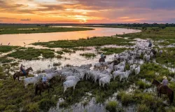 Nova lei permite gado em �reas alagadas e gera briga entre ambientalistas e fazendeiros