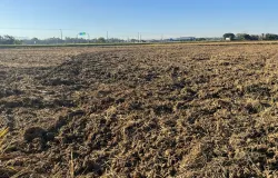 Santa Catarina se prepara para a pr�xima safra de arroz com cuidado especial no solo