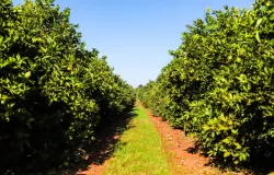 Governo de S�o Paulo cria regras para combater o Greening, doen�a que prejudica a produ��o de laranja