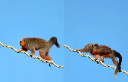 Macacos usam ponte suspensa para atravessar estrada com seguran�a em MT