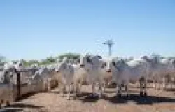 Dia do Pecuarista: planejamento, tecnologia e sa�de animal melhoram a efici�ncia no confinamento