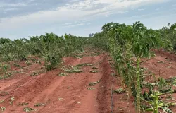 Cr�dito emergencial para produtores de Guaratinguet� e Osvaldo Cruz