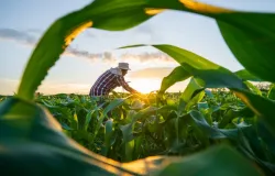 Governo anuncia renegocia��o de d�vidas de agricultores que tiveram perdas por clima