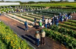 Nova gen�tica e produtos biol�gicos ajudam a tornar a horticultura brasileira mais sustent�vel
