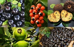 Frutas comuns no quintal ajudam a combater o envelhecimento; veja quais