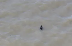 Cachorro que sumiu h� semanas � salvo enquanto nadava nos EUA