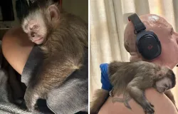Justi�a manda Ibama devolver macaco Guerreiro at� quarta-feira