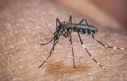 El Ni�o pode aumentar casos de dengue e chikungunya no Brasil