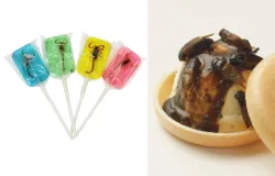 Comeria insetos? Conhe�a sobremesas feitas com grilos, formigas e at� baratas