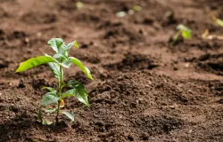 Cuidados no cultivo de hortali�as e frutas no inverno