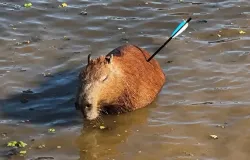 Capivara ferida por flecha � resgatada em represa de S�o Paulo