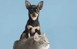 Cuidados com os pets no tempo seco