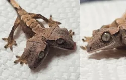 Lagartixa rara de duas cabe�as surpreende e sobrevive