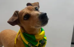Dia do Vira-Lata: uma festa para os c�es e gatos sem ra�a definida