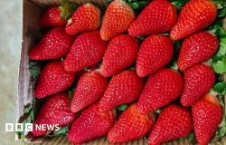 �ndia quer diminuir a depend�ncia de morangos importados