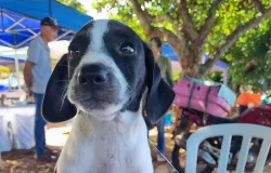 Carreta da Subea leva atendimento gratuito para c�es e gatos em Campo Grande em agosto