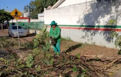 Prefeitura de V�rzea Grande realiza poda de �rvores na Avenida Castelo Branco
