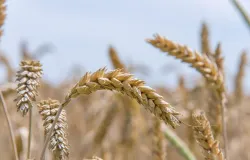 Alerta no campo: safra de trigo menor e custos maiores preocupam o Brasil