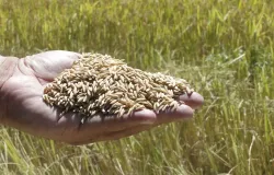 Mercado do arroz em momento decisivo: oferta menor e incertezas sobre estoques