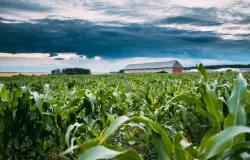 Brasil pode mostrar nova agricultura ao mundo, diz FAO