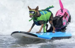 C�es encaram as ondas no Campeonato Mundial de Surf Canino; veja as fotos