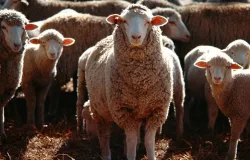 Certifica��o garante at� 65% a mais de renda para produtores de l� no RS