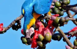 Araras viram beija-flores e s�o filmadas comendo flores em MS