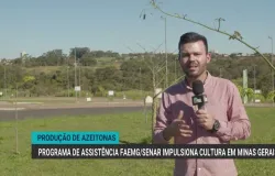 Ajuda t�cnica faz produ��o de azeitonas crescer no Sul de Minas