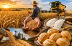 P�o franc�s revela por que o Brasil ainda depende de trigo importado