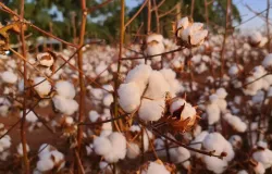 Colheita de algod�o atrasa em Mato Grosso e preocupa produtores