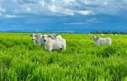 Pasto melhor, boi mais produtivo: novidades para pecuaristas no BeefDay