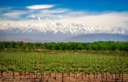 Vinhos da Argentina e do Chile: entenda as diferen�as e escolha o seu