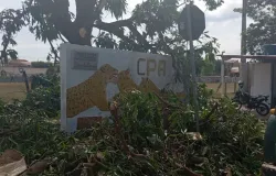 Cuiab�: quem derrubar �rvore ter� que replantar at� 10 mudas