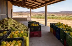 Ministra leva apoio e novidades para agricultores familiares no Rio Grande do Sul
