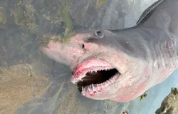 Tubar�o gigante de 3,6 metros fecha praia e causa p�nico no Canal da Mancha