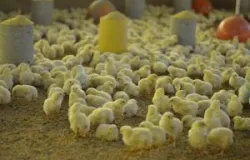 Tecnologia inovadora pode acabar com morte de pintinhos machos no Brasil